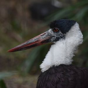 Asian woollyneck stork
