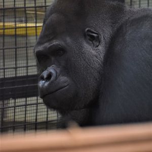 New silverback gorilla