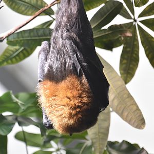 Rodriguez flying fox