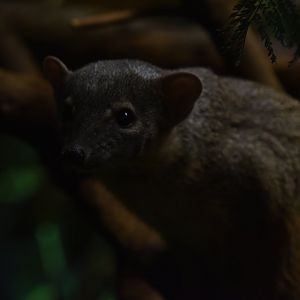 Narrow-striped mongoose