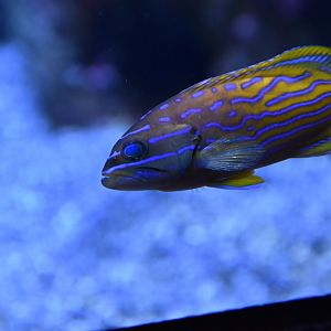 Harlequin hind (Cephalopholis polleni)