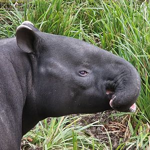 Malayan tapir