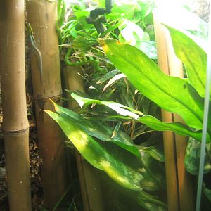 Berlin Tierpark - Monkey house - Gecko/millipede exhibit