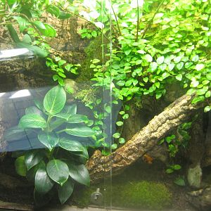 Berlin Tierpark - Monkey house - Mantella exhibit