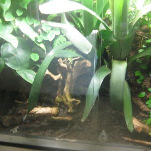 Berlin Tierpark - Monkey house - Poison frog exhibit