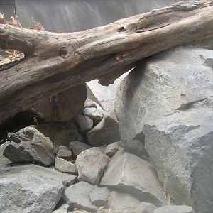 Berlin Tierpark - Pere David squirrel exhibit