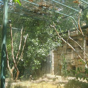 Berlin Tierpark - Bald ibis aviary