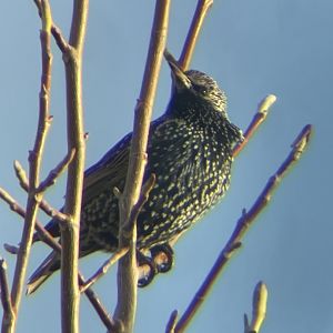 European Starling