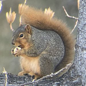 Fox Squirrel