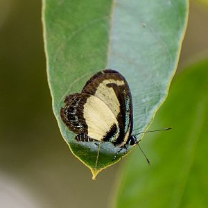 Small Green-banded Blue