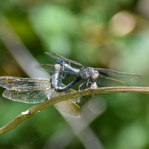 mating Blue Skimmers
