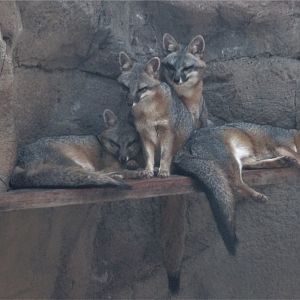 mexican grey foxes