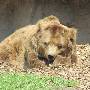 european brown bear