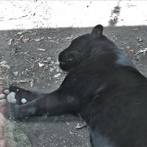black jaguar