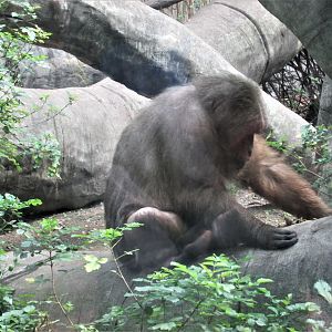 stump tailed macaque