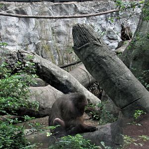 stump tailed macaques
