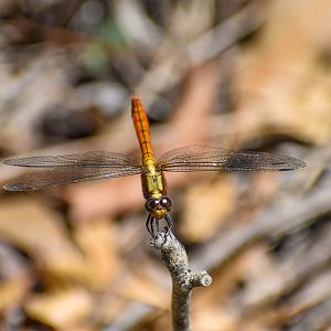 Fiery Skimmer, Orthetrum villosovittatum