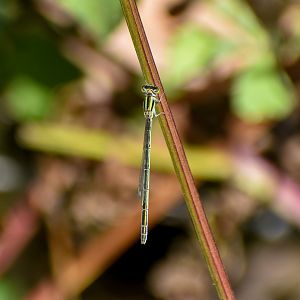Aurora Bluetail, Ischnura aurora