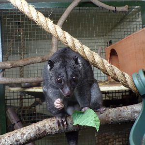 Ground cuscus “Otis”