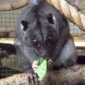 Ground cuscus “Otis” closeup