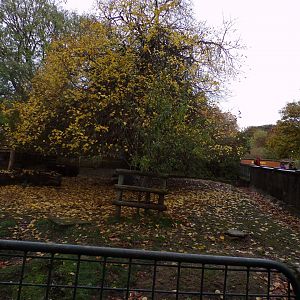 Pygmy hippo enclosure