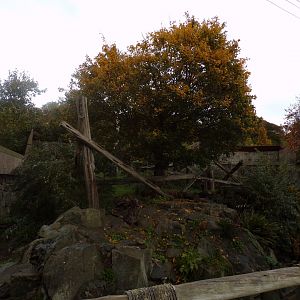 Malayan sun bear enclosure