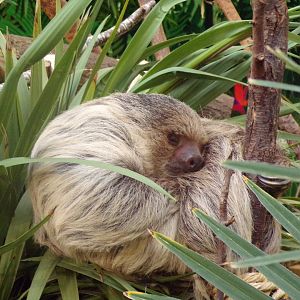 Two toed sloth