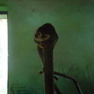 Squirrel monkey