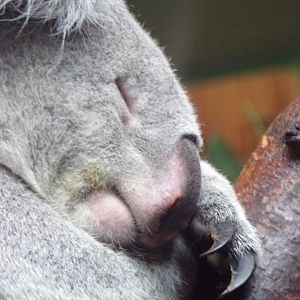Koala