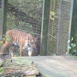 Sumatran tiger pacing