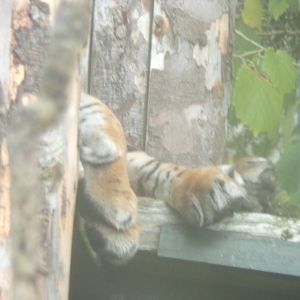 Tiger paws