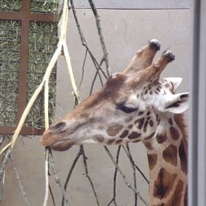 Rothschild’s giraffe closeup
