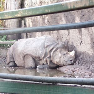 Indian rhino