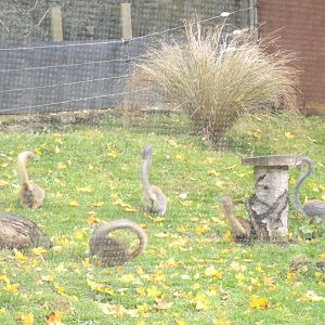 The crowned lemur group