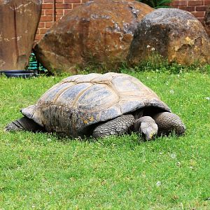 Aldabra Giant Tortoise