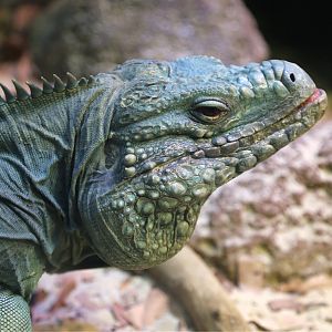 Blue Iguana (Cyclura lewisi)