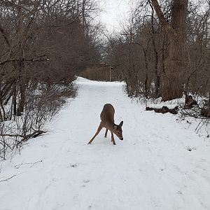 White Tailed Deer- Tifft Nature Preserve
