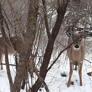 White Tailed Deer- Tifft Nature Preserve