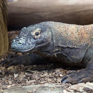 Komodo Dragon