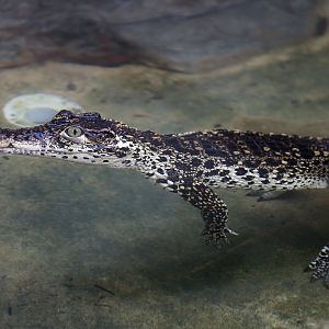 Cuban Crocodile Juvenile