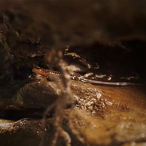 Long-tailed Salamander (Eurycea longicauda)