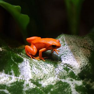 Golden Mantella