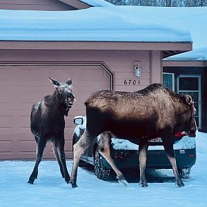 Moose - Alaska