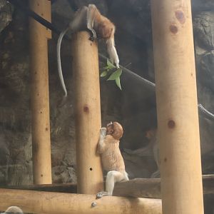 Proboscis Monkey (Nasalis larvatus)