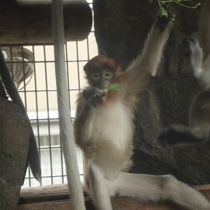 Proboscis Monkey (Nasalis larvatus)