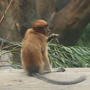 Proboscis Monkey (Nasalis larvatus)