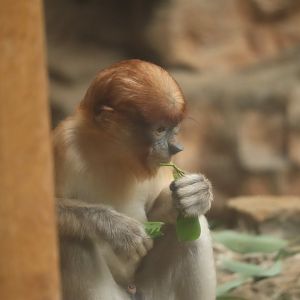 Proboscis Monkey (Nasalis larvatus)