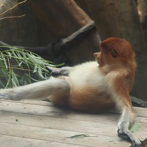 Proboscis Monkey (Nasalis larvatus)