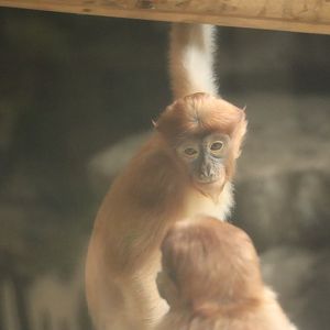 Proboscis Monkey (Nasalis larvatus)
