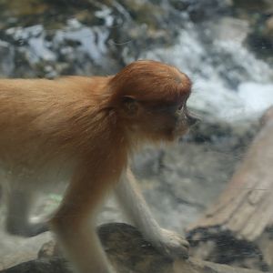 Proboscis Monkey (Nasalis larvatus)